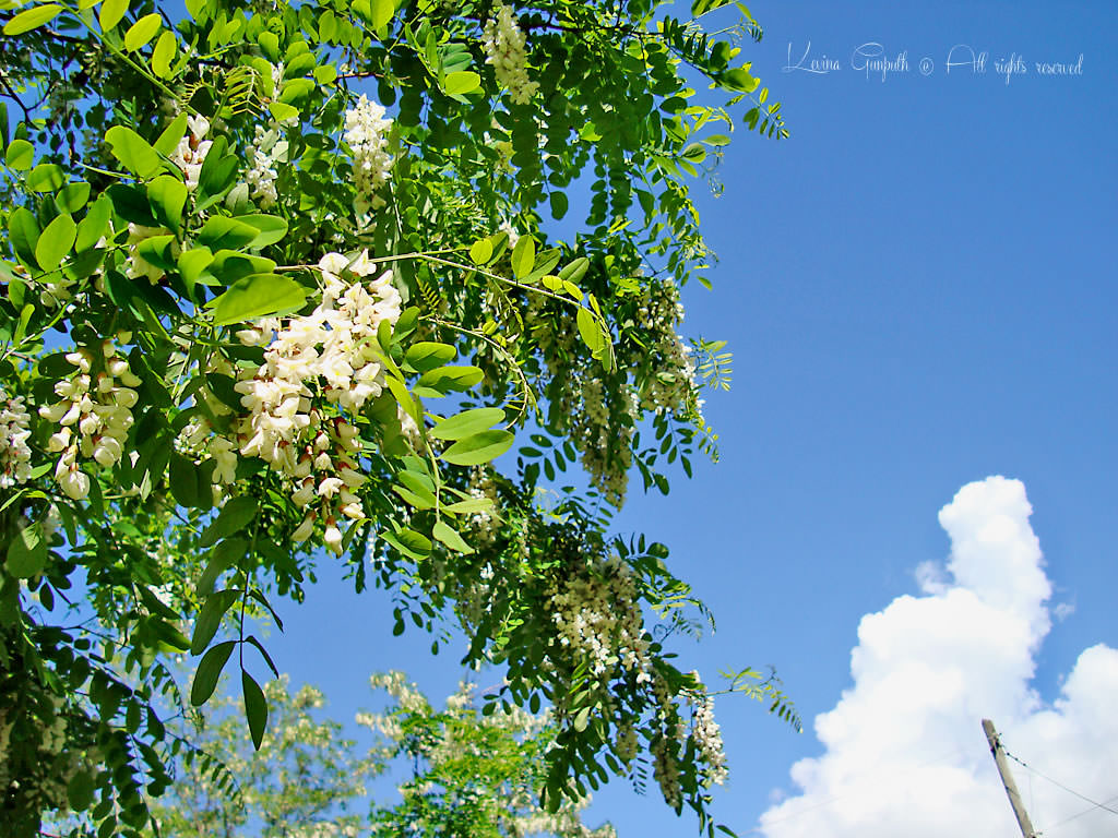 fiori di acacia