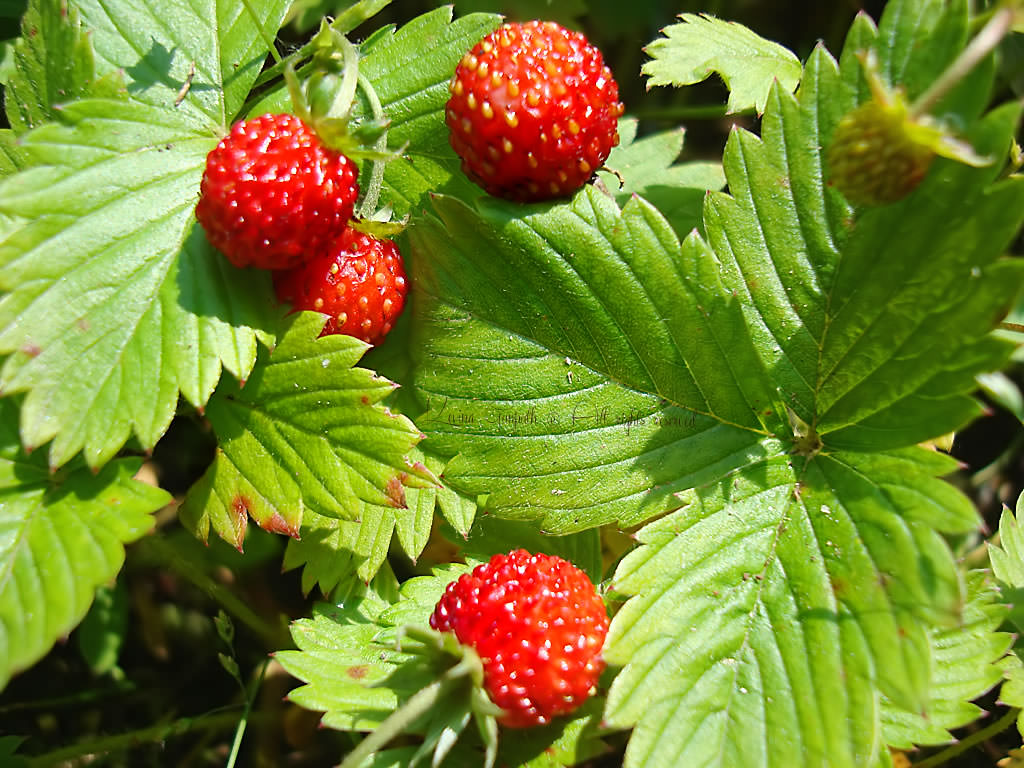 fragoline di bosco