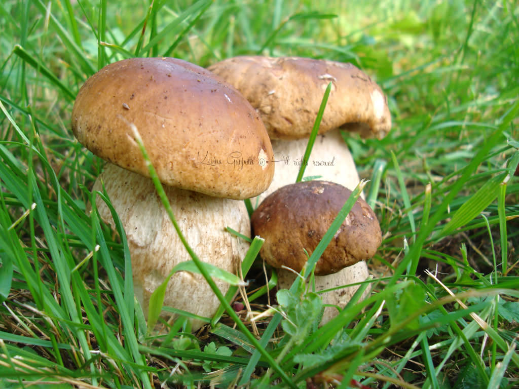 famiglia di funghi porcini