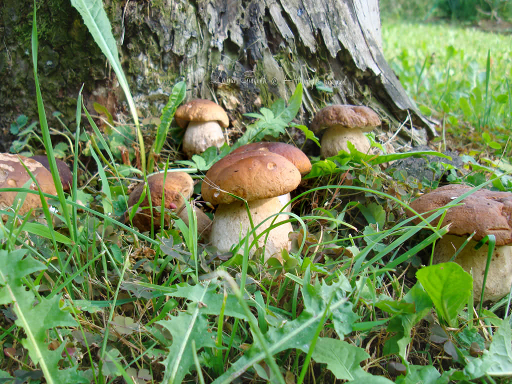 funghi porcini