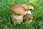 famiglia di funghi porcini