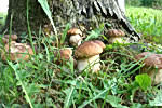 funghi porcini
